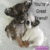 tazzy
